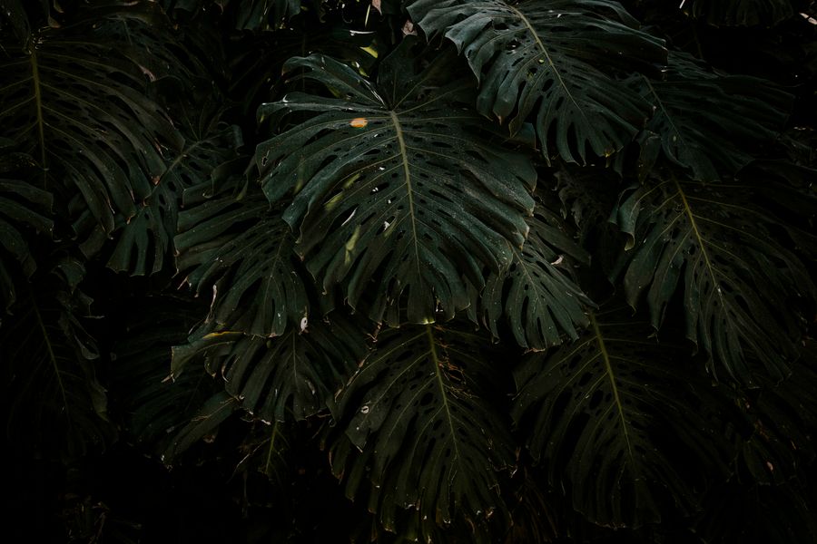 Pokojová rostlina Monstera deliciosa v květináči